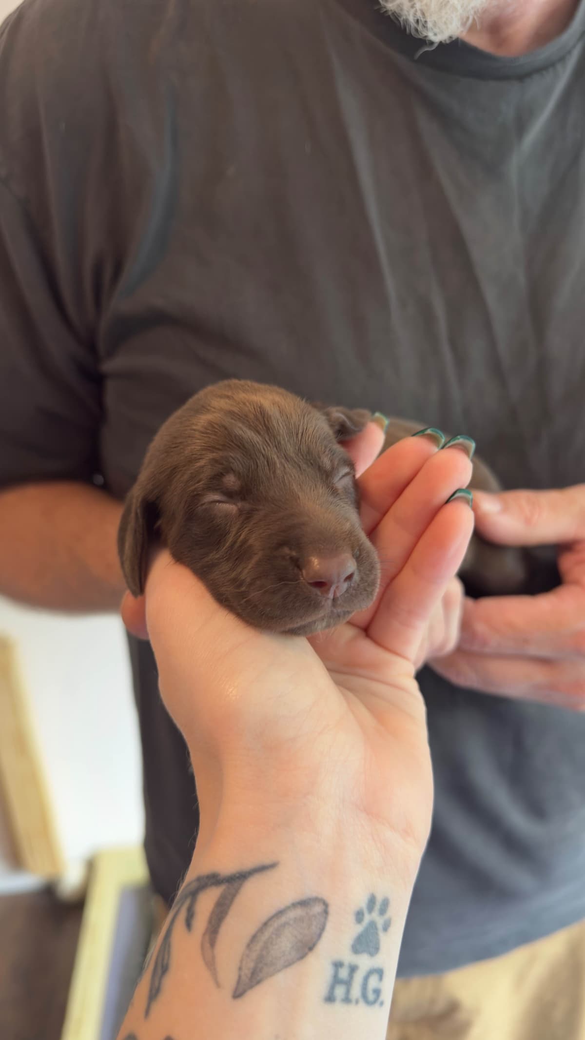 German Shorthaired Pointer Puppies breeder image 8