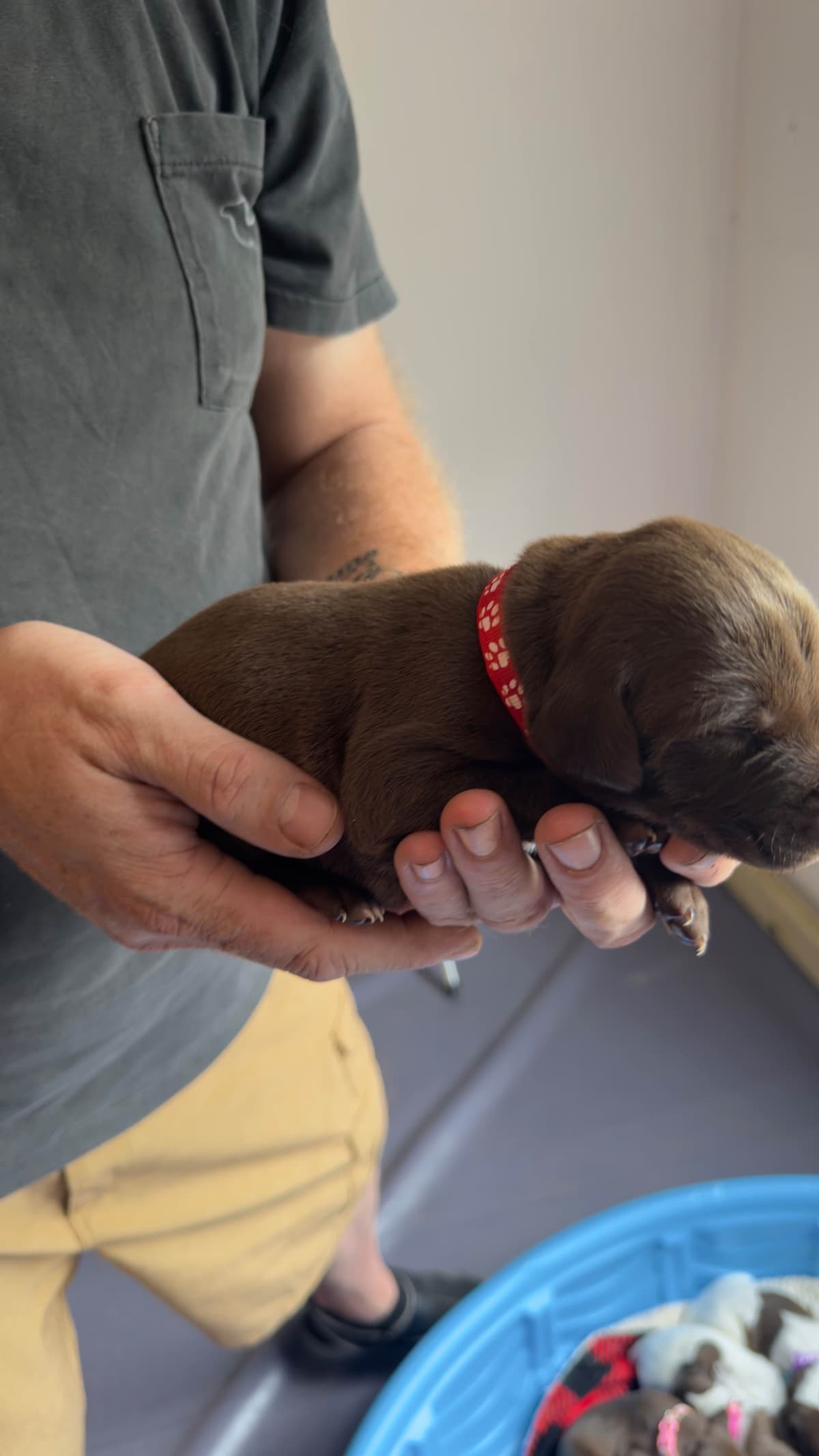 German Shorthaired Pointer Puppies breeder image 6