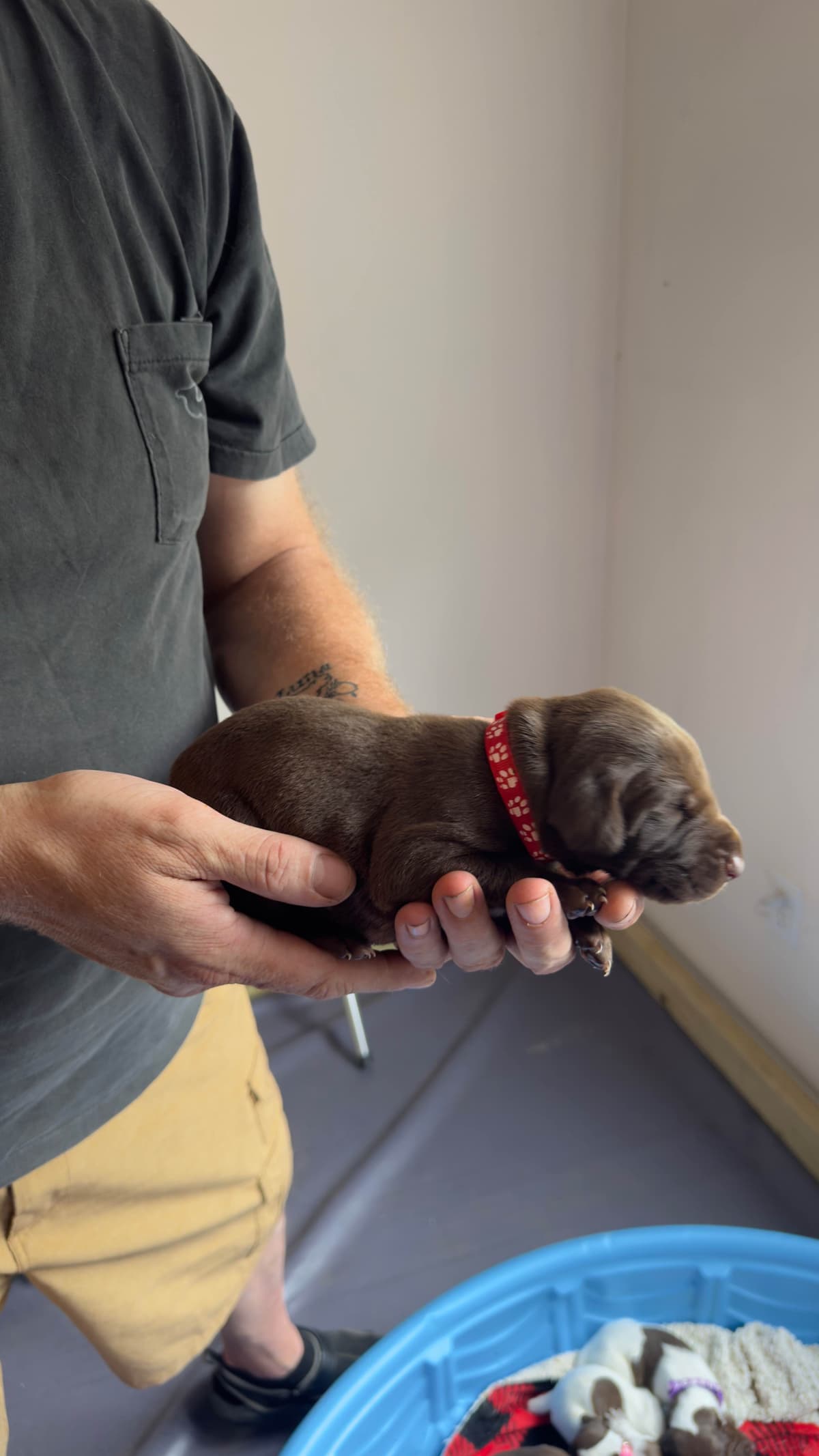 German Shorthaired Pointer Puppies breeder image 7