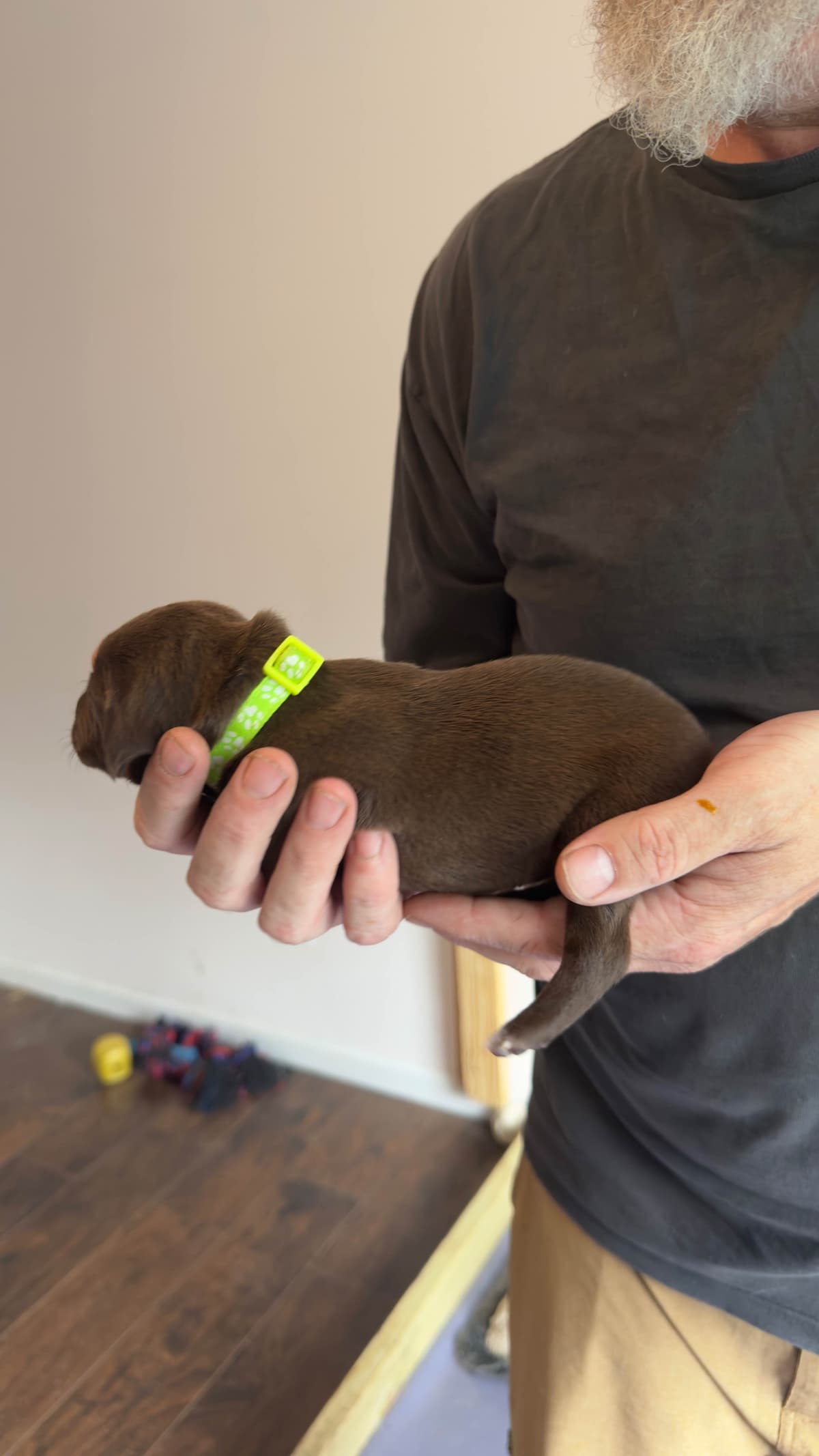 German Shorthaired Pointer Puppies breeder image 9