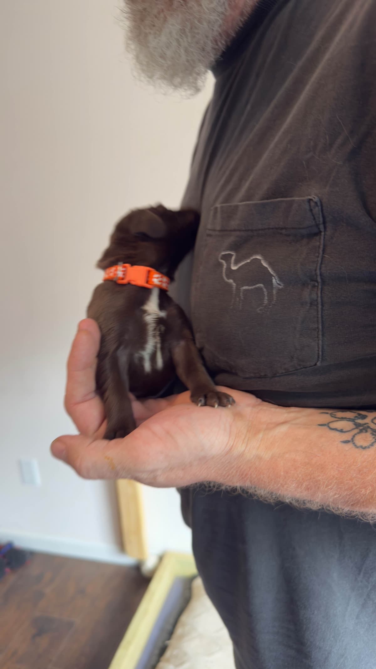 German Shorthaired Pointer Puppies breeder image 10