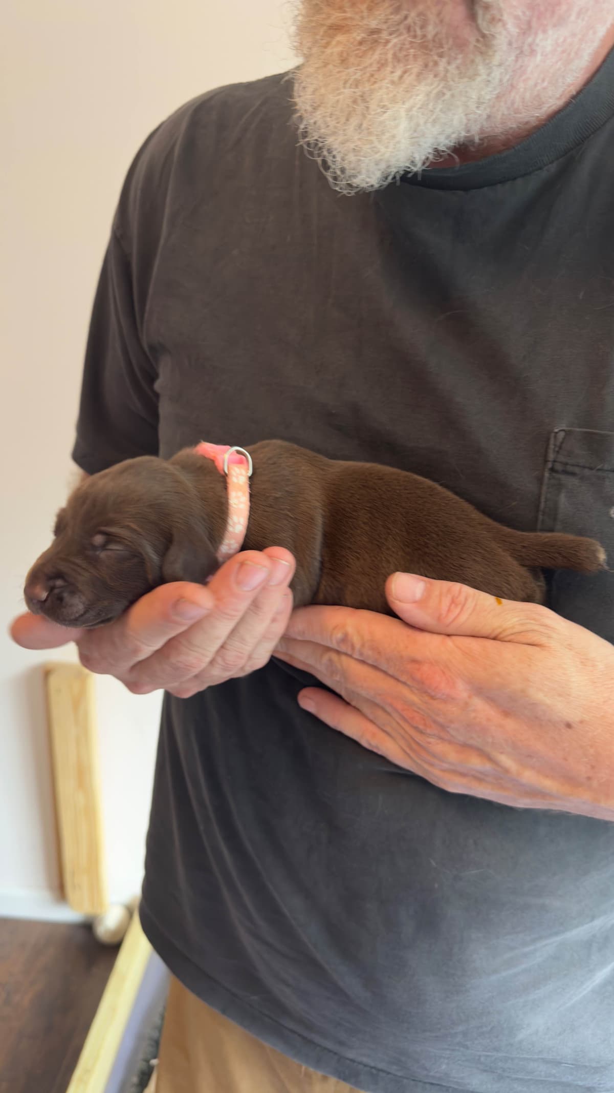 German Shorthaired Pointer Puppies breeder image 12