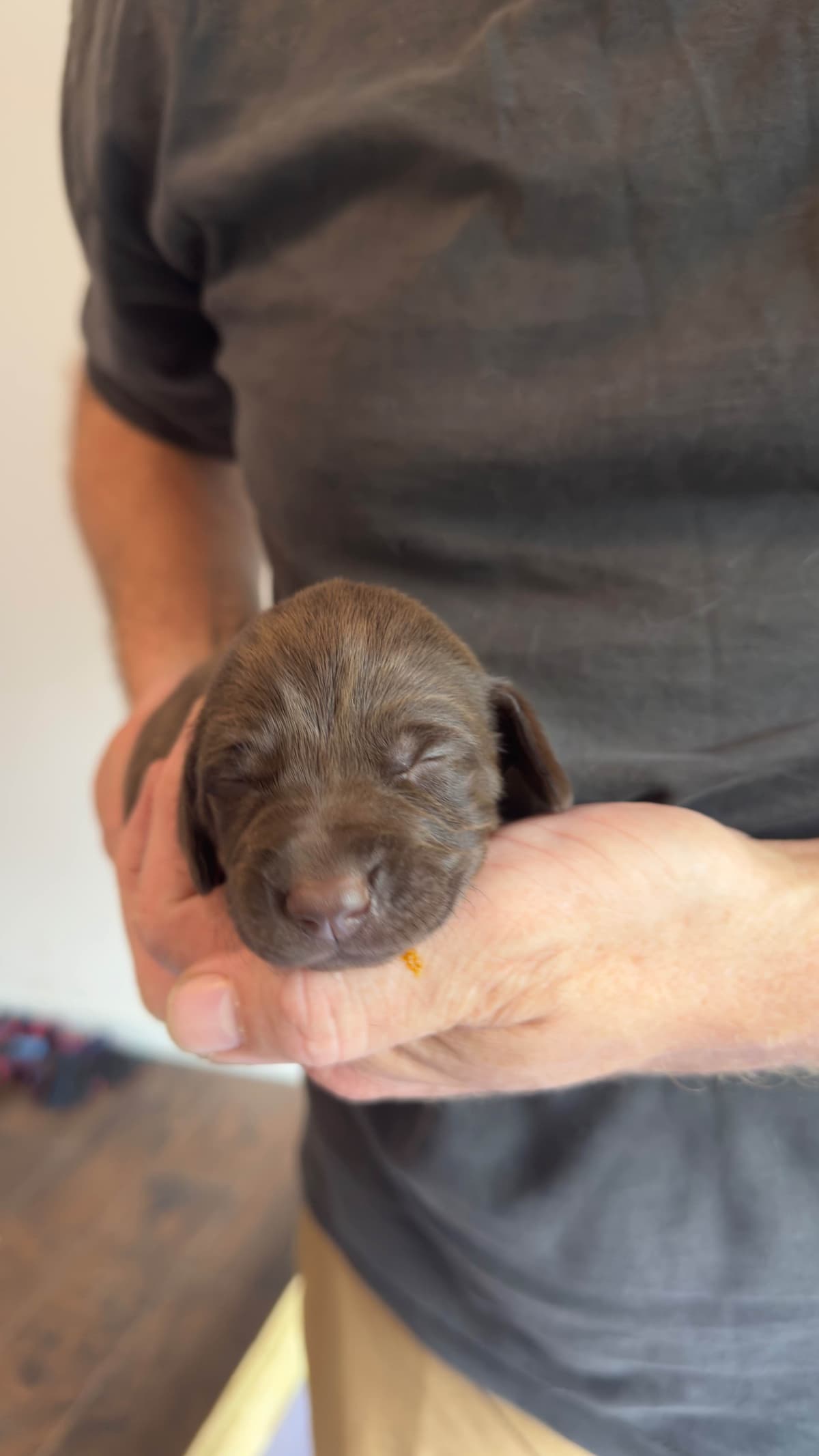German Shorthaired Pointer Puppies breeder image 14