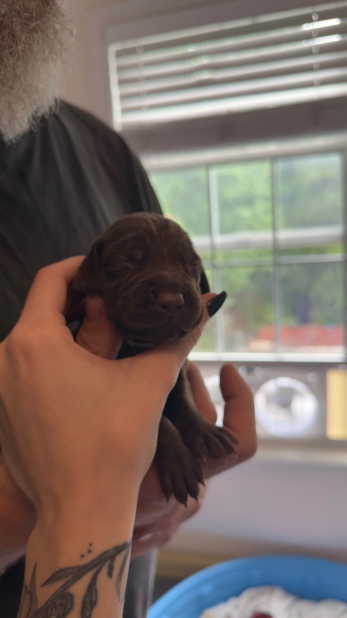 German Shorthaired Pointer Puppies breeder image 11