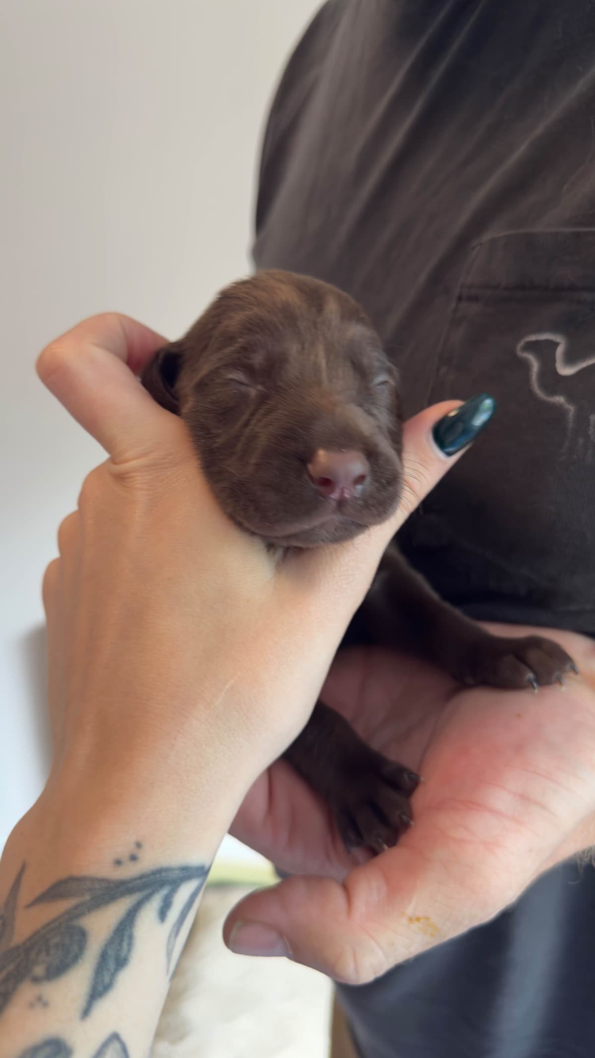 German Shorthaired Pointer Puppies breeder image 13