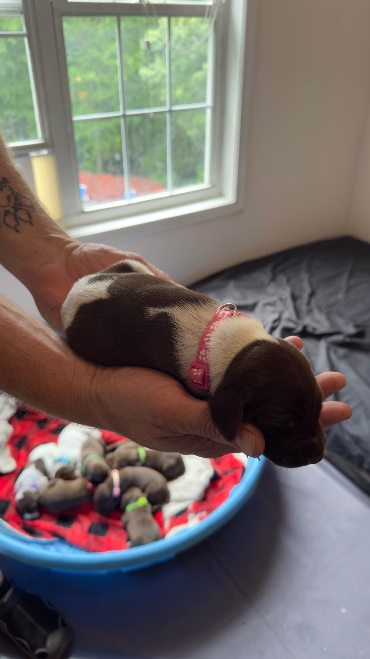 German Shorthaired Pointer Puppies breeder image 15