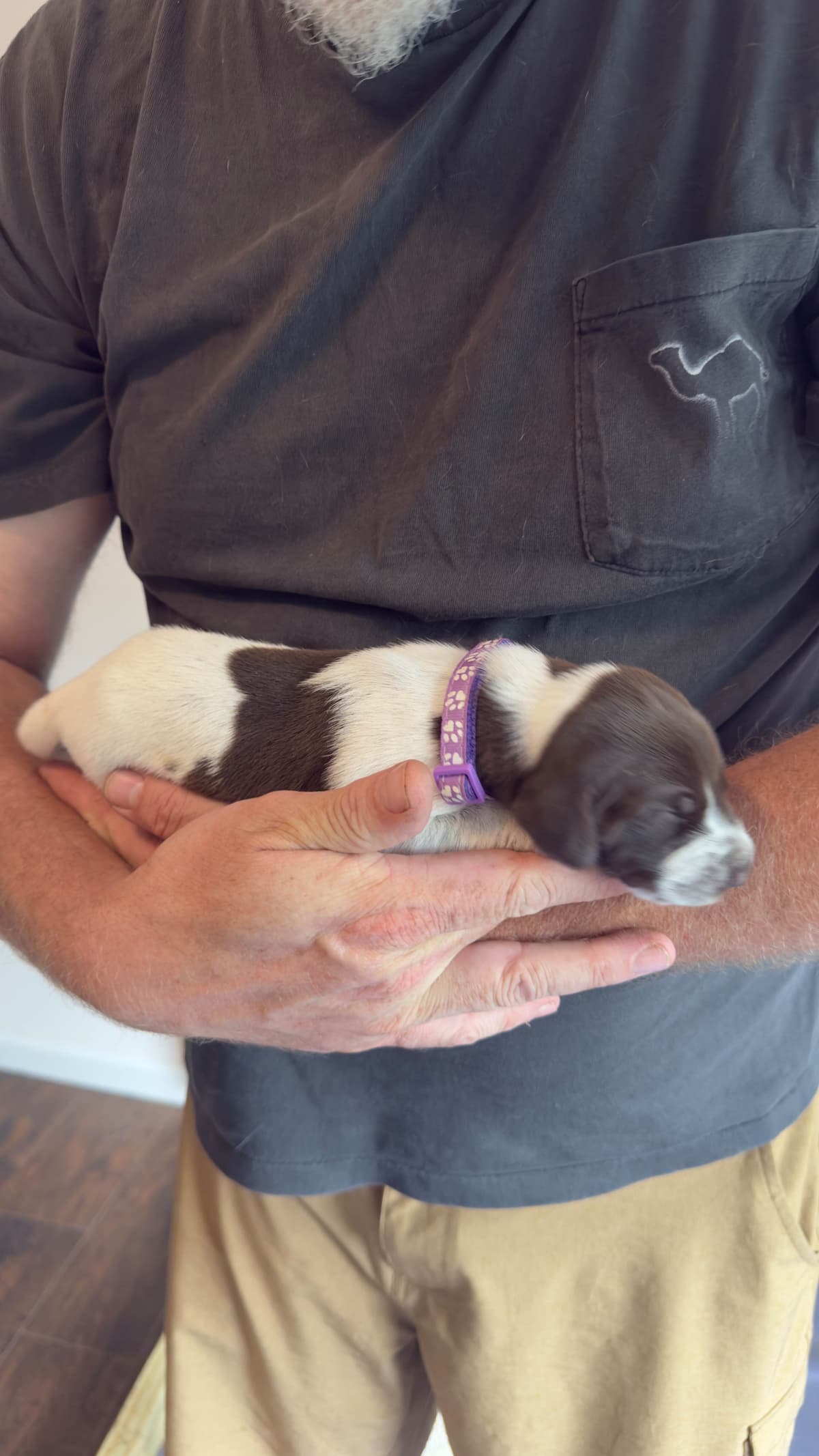 German Shorthaired Pointer Puppies breeder image 16