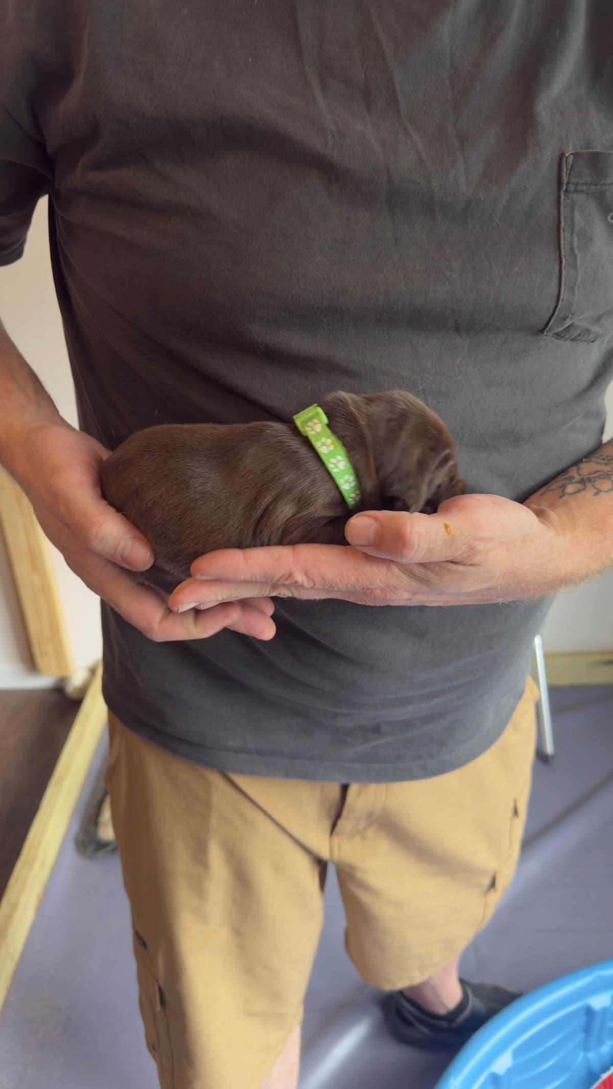 German Shorthaired Pointer Puppies breeder image 18