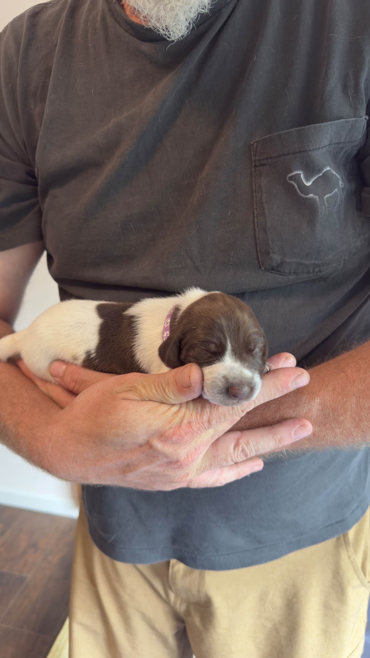 German Shorthaired Pointer Puppies breeder image 19
