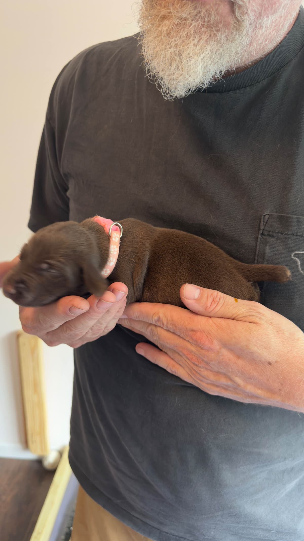 German Shorthaired Pointer Puppies breeder image 20