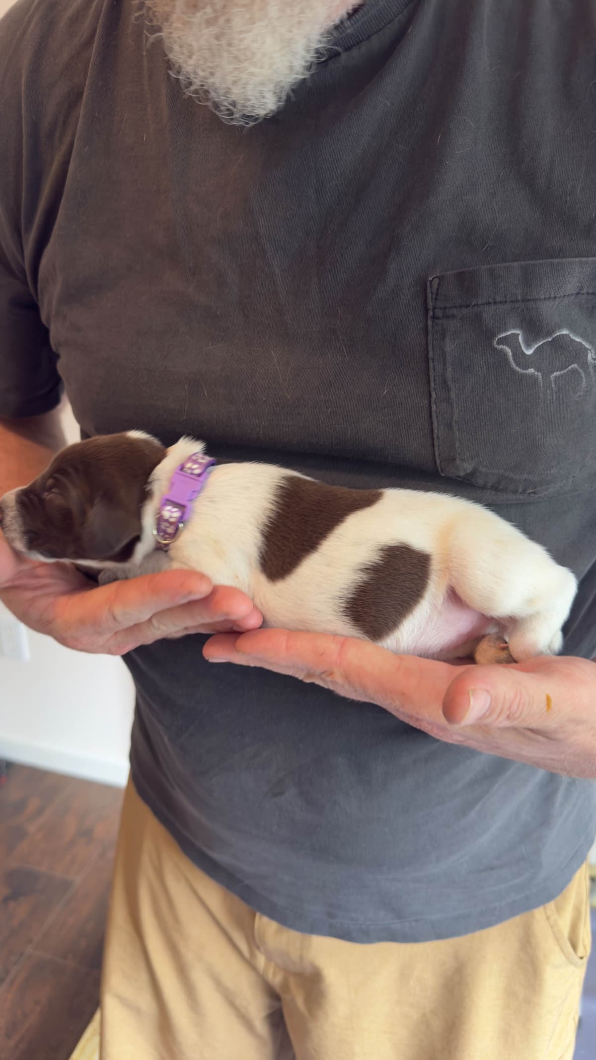German Shorthaired Pointer Puppies breeder image 22