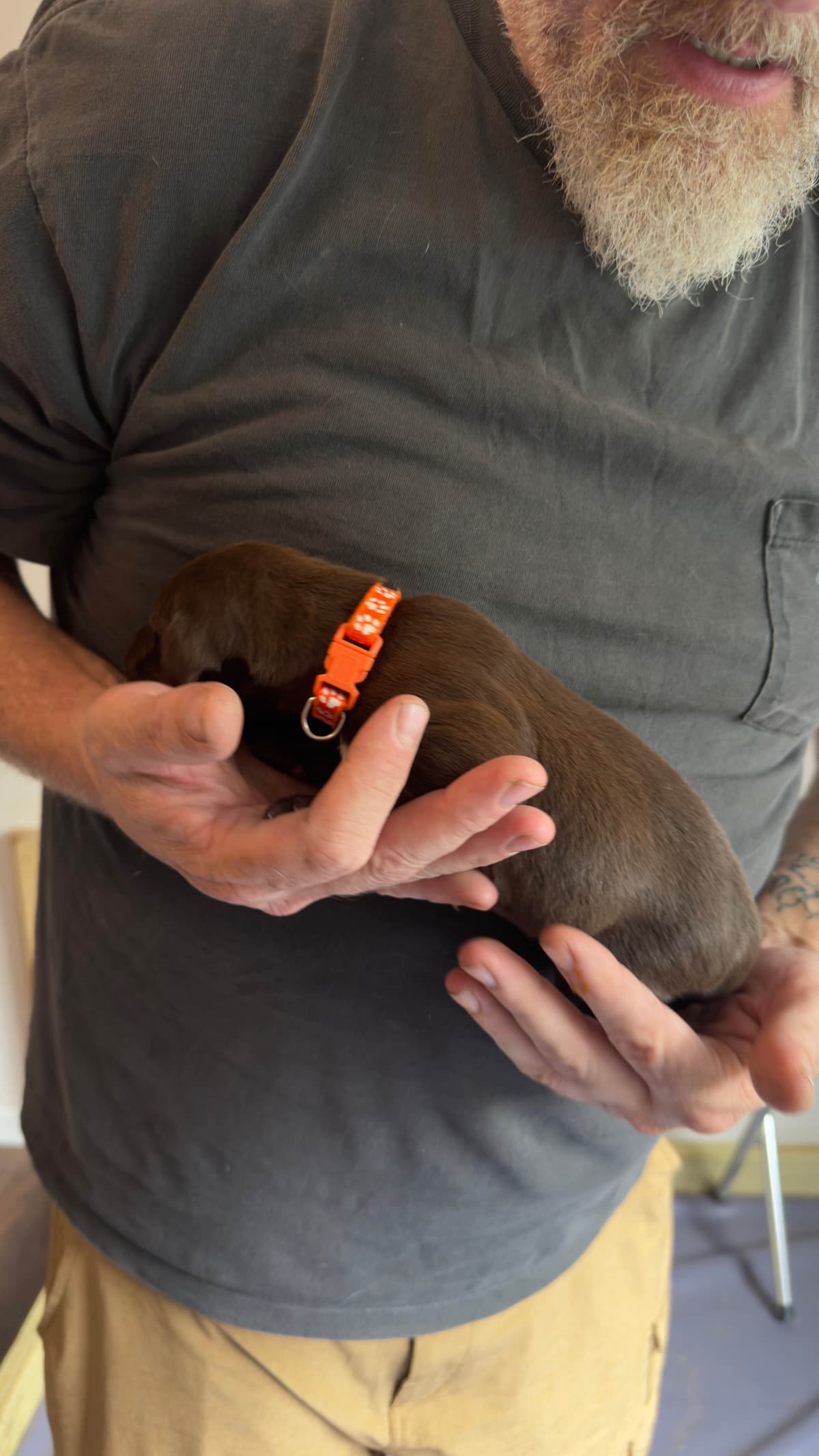 German Shorthaired Pointer Puppies breeder image 21