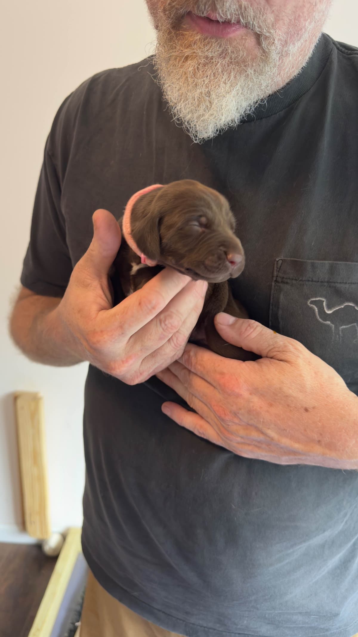 German Shorthaired Pointer Puppies breeder image 23