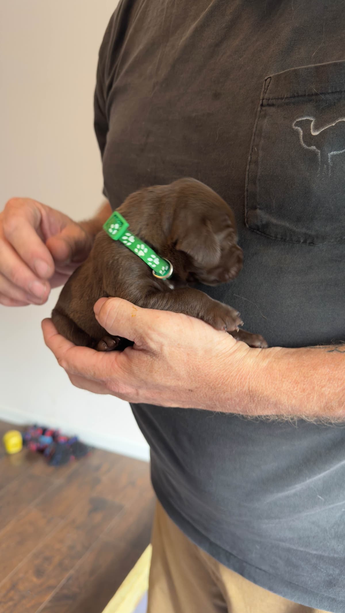 German Shorthaired Pointer Puppies breeder image 24