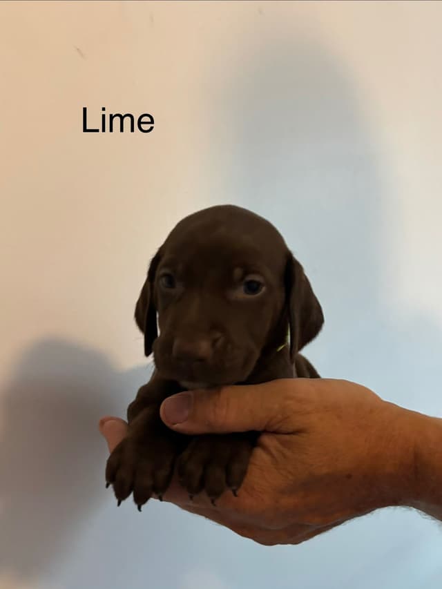 German Shorthaired Pointer Puppies media 5