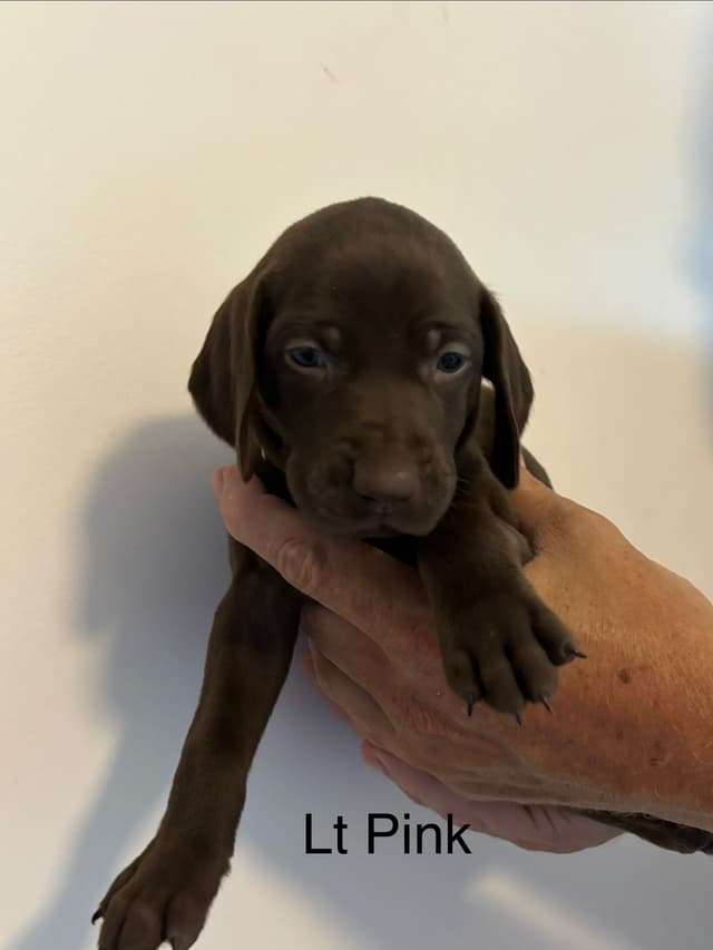 German Shorthaired Pointer Puppies media 3