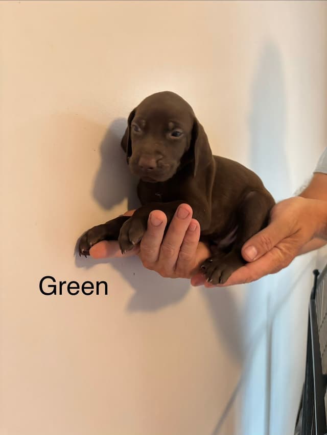 German Shorthaired Pointer Puppies media 9