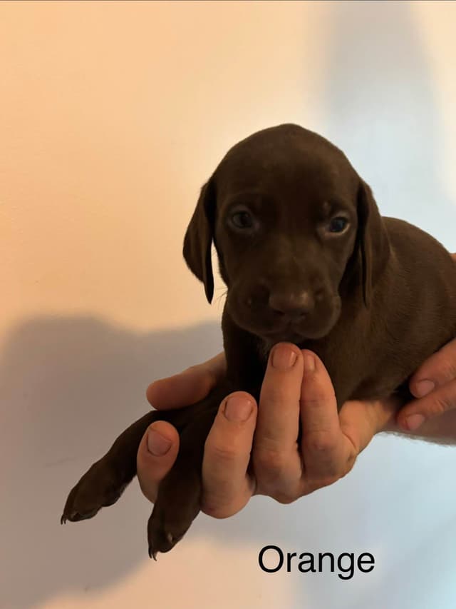 German Shorthaired Pointer Puppies media 4