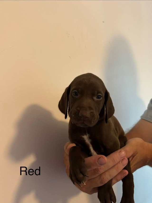 German Shorthaired Pointer Puppies media 6