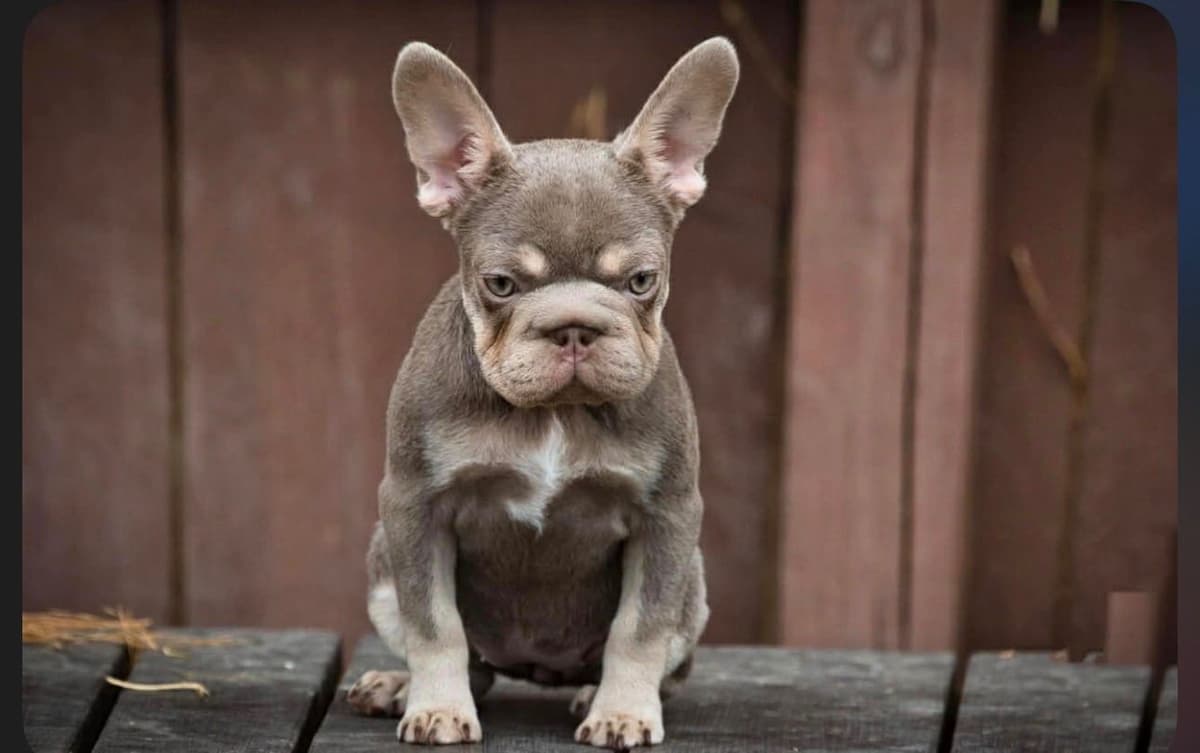 French Bulldog Puppies breeder image 2