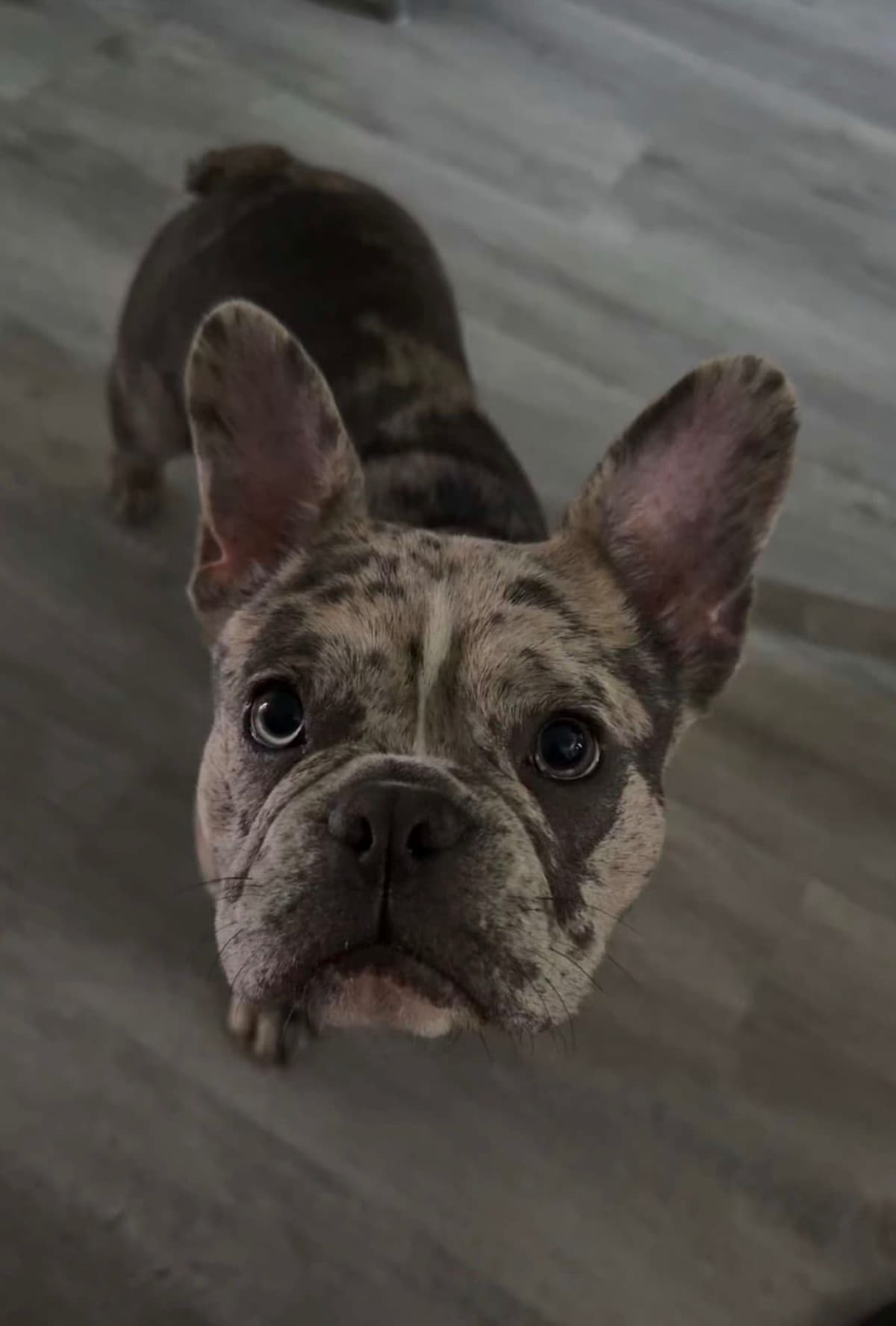 French Bulldog Puppies breeder image 3