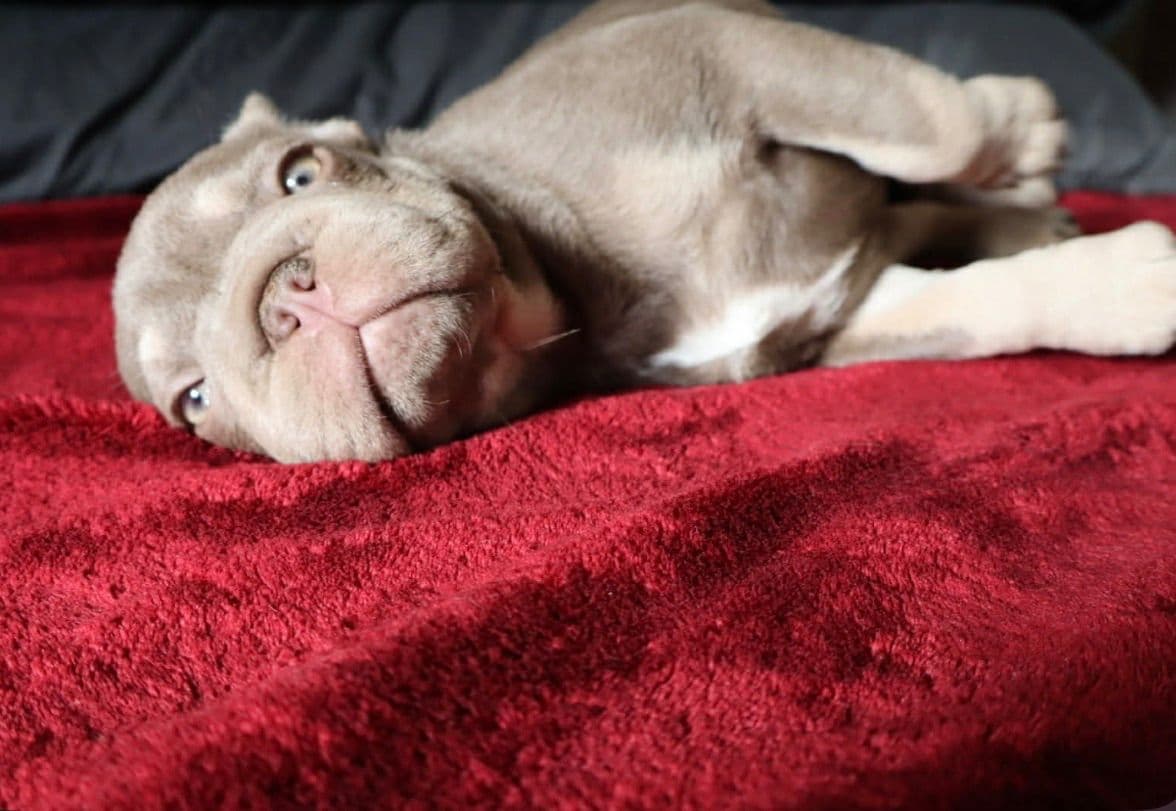 French Bulldog Puppies breeder image 4