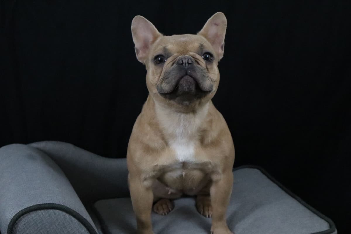 French Bulldog Puppies breeder image 5