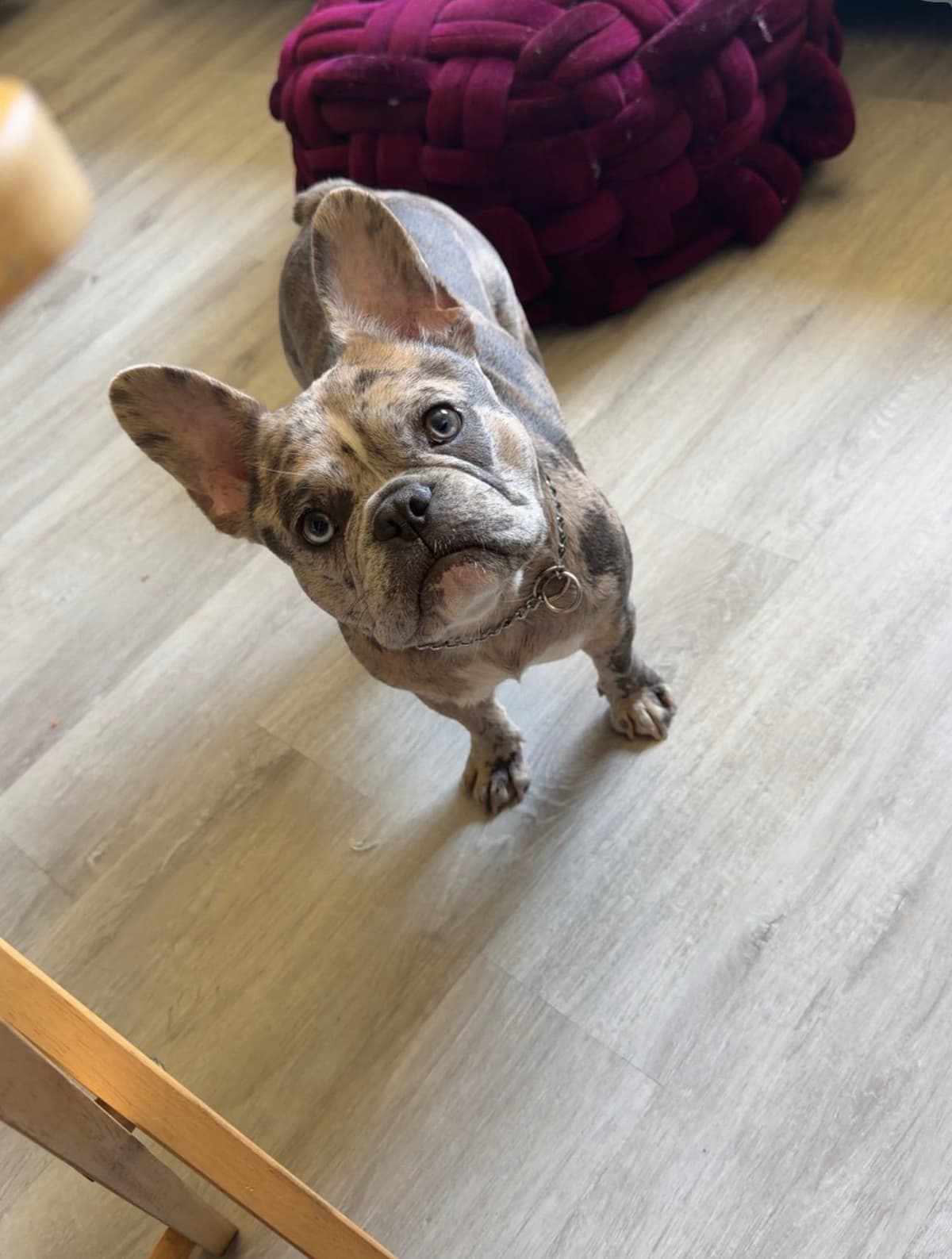 French Bulldog Puppies breeder image 6