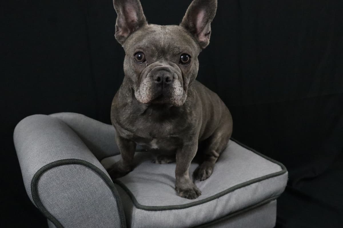 French Bulldog Puppies breeder image 7