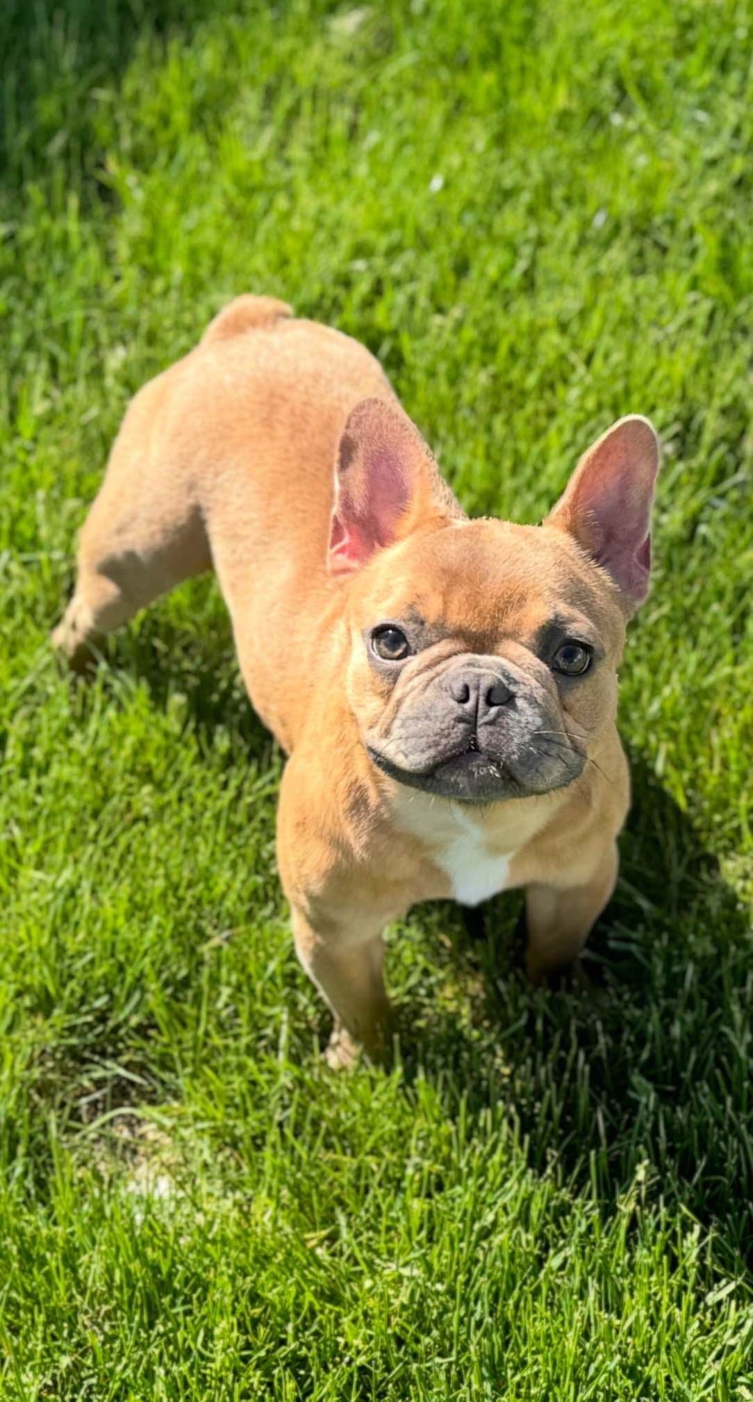 French Bulldog Puppies breeder image 8