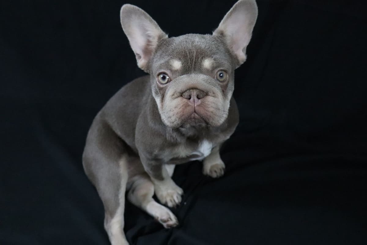 French Bulldog Puppies breeder image 9