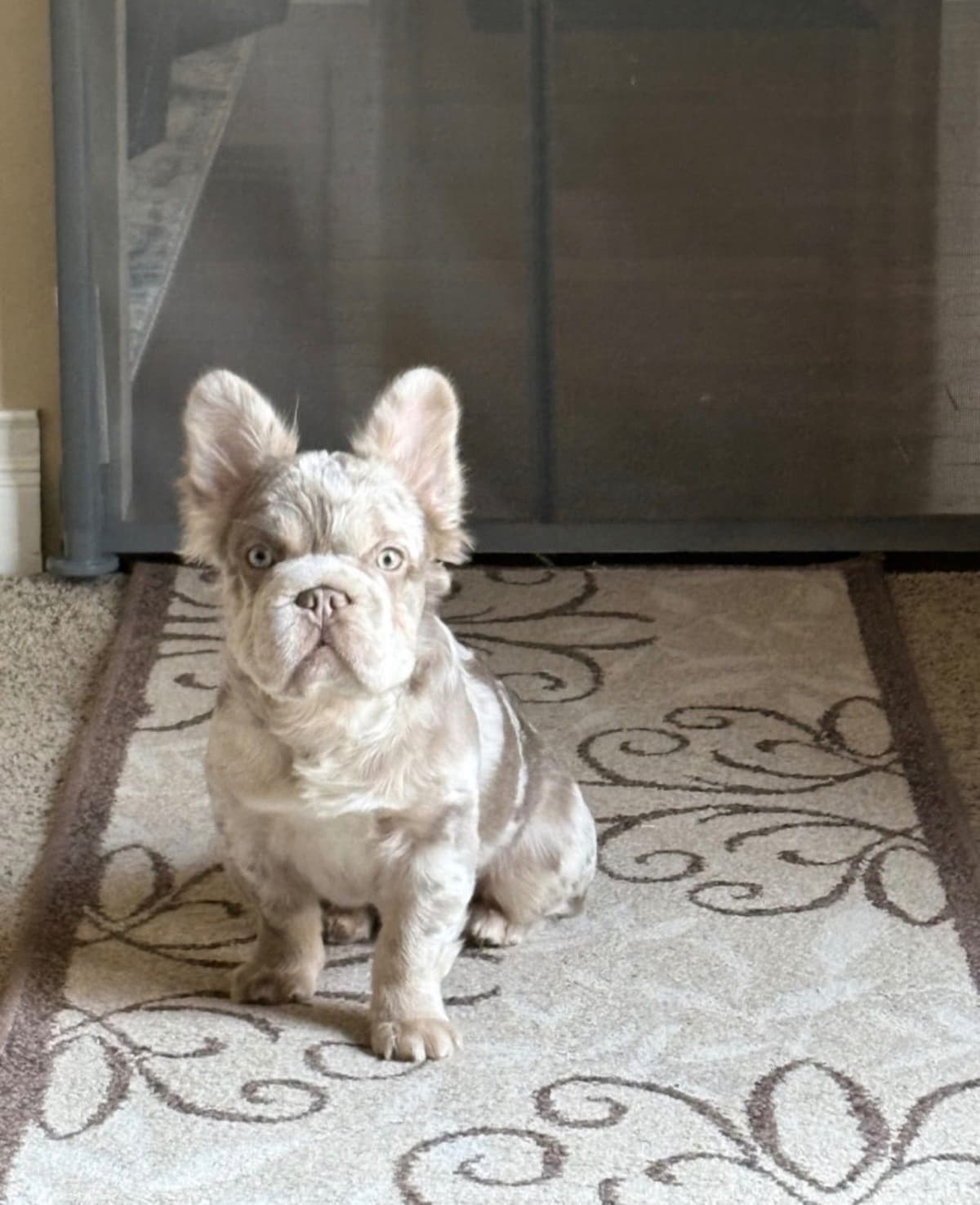 French Bulldog Puppies breeder image 10