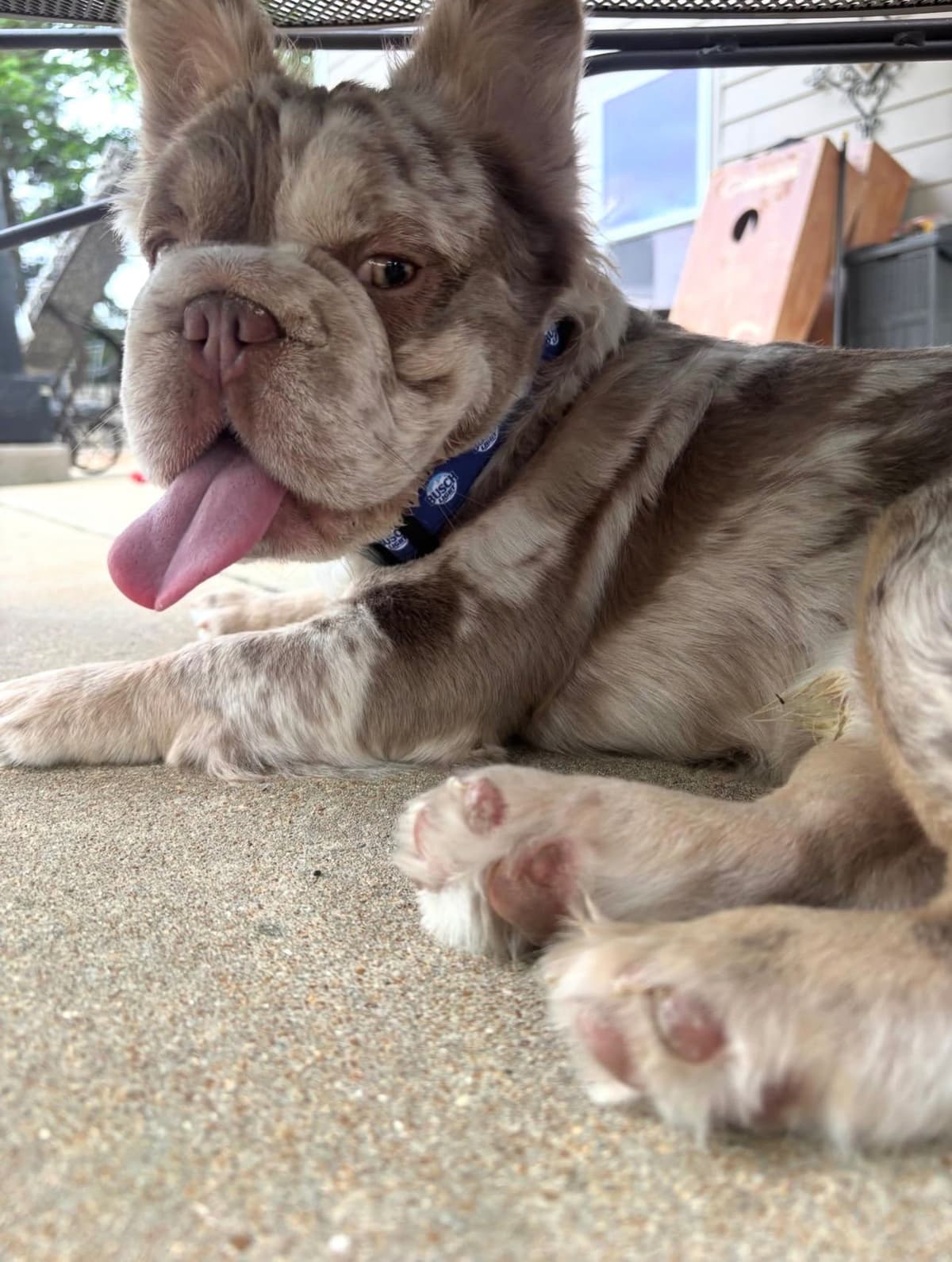 French Bulldog Puppies breeder image 11