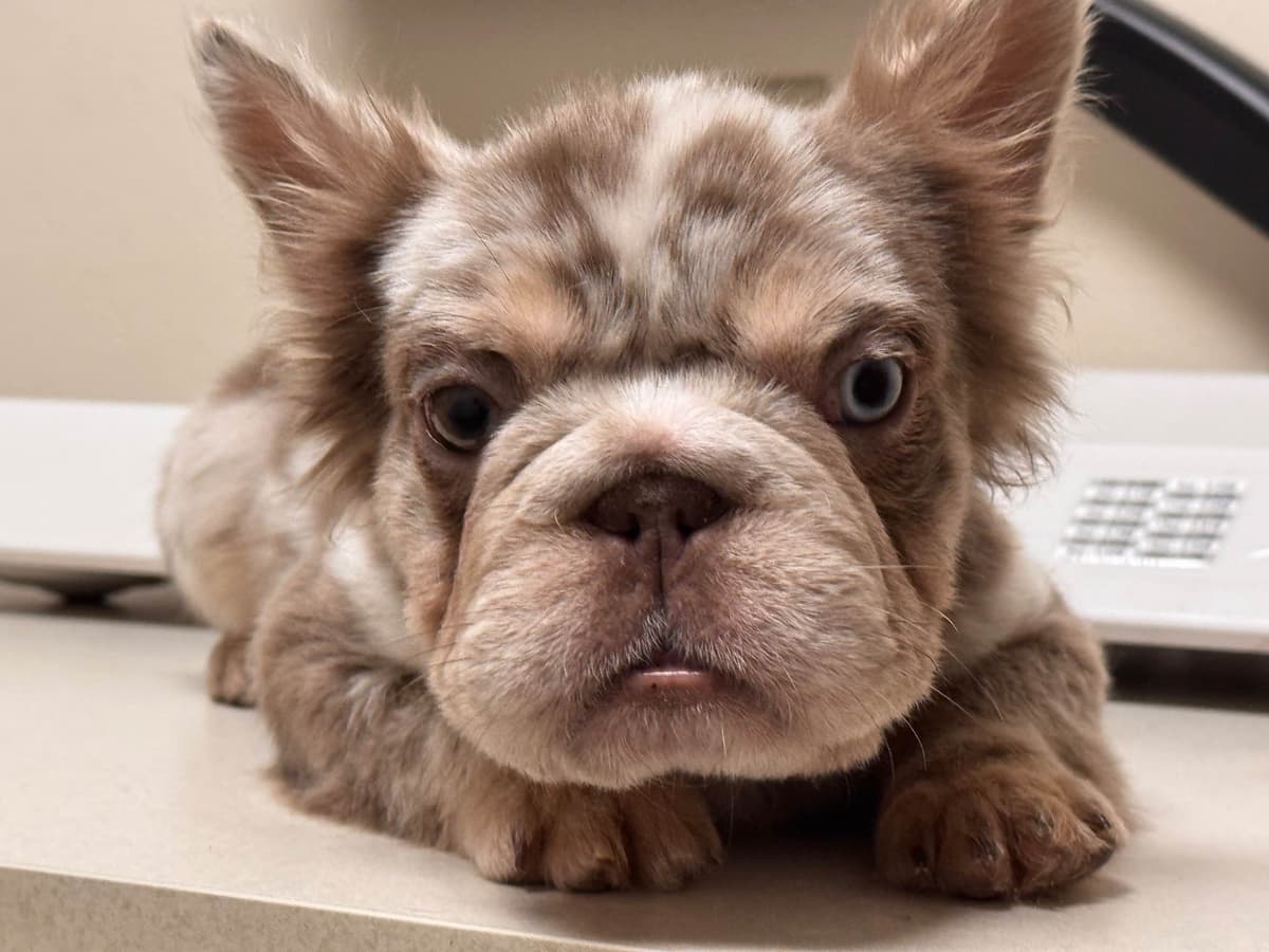 French Bulldog Puppies breeder image 13