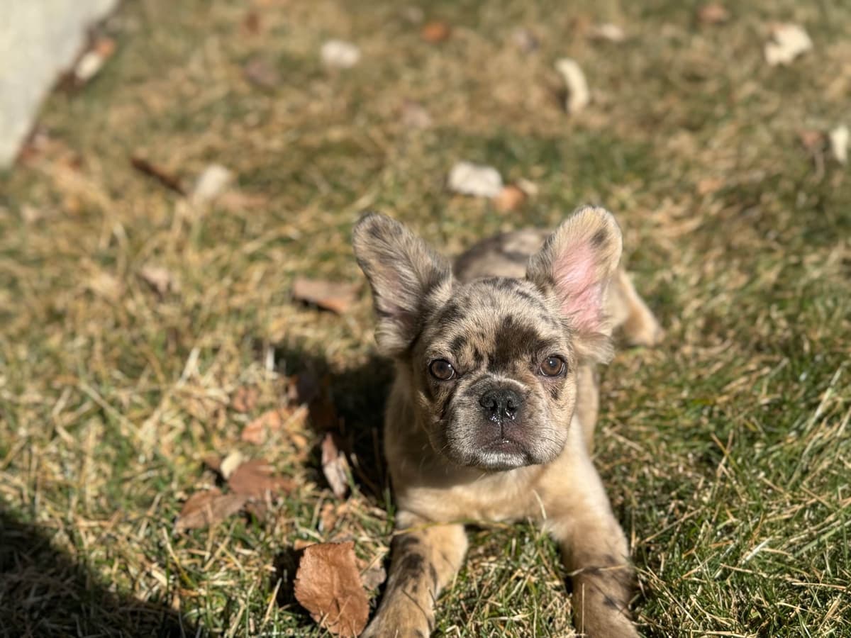 French Bulldog Puppies breeder image 14