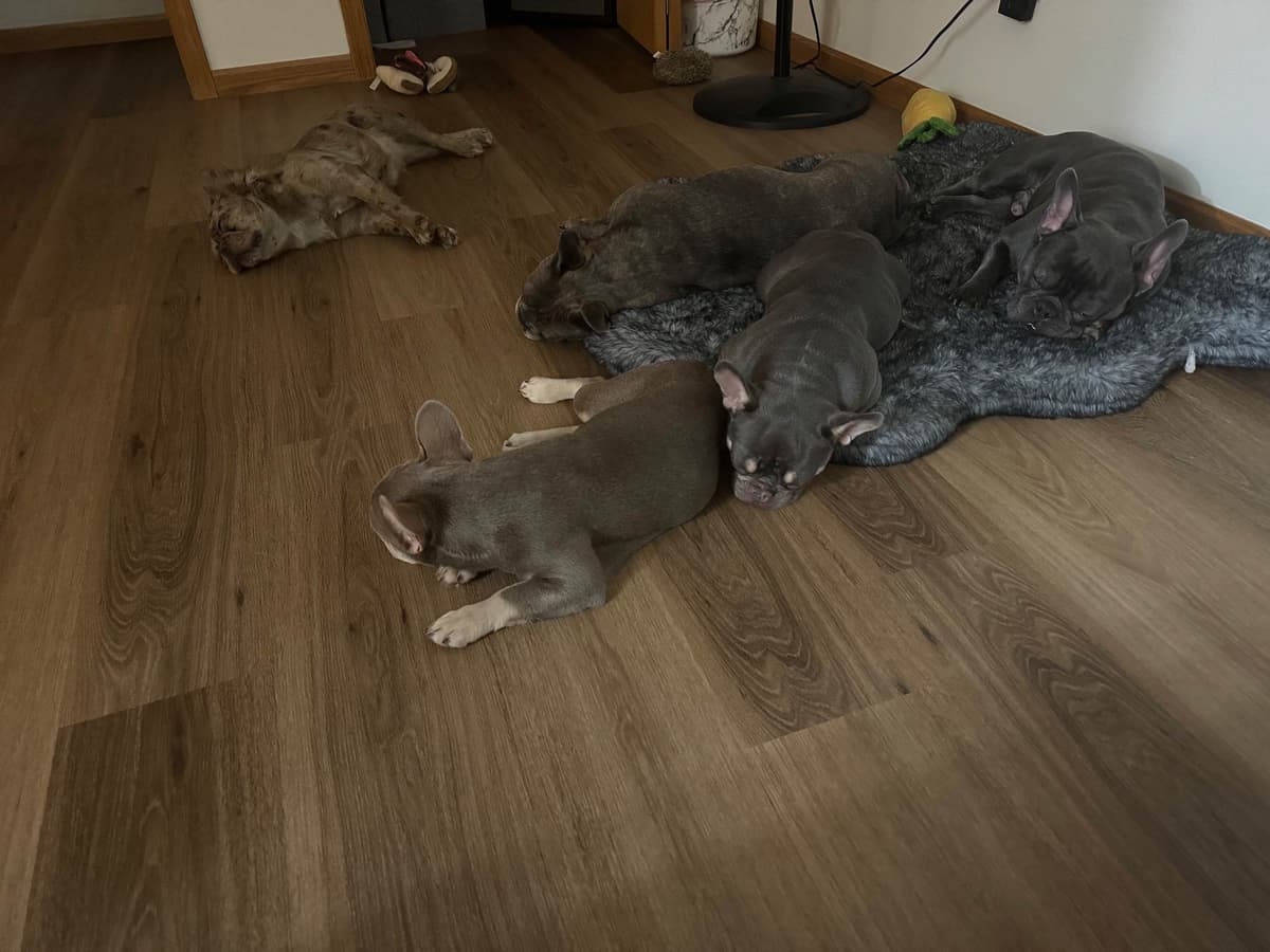 French Bulldog Puppies breeder image 15