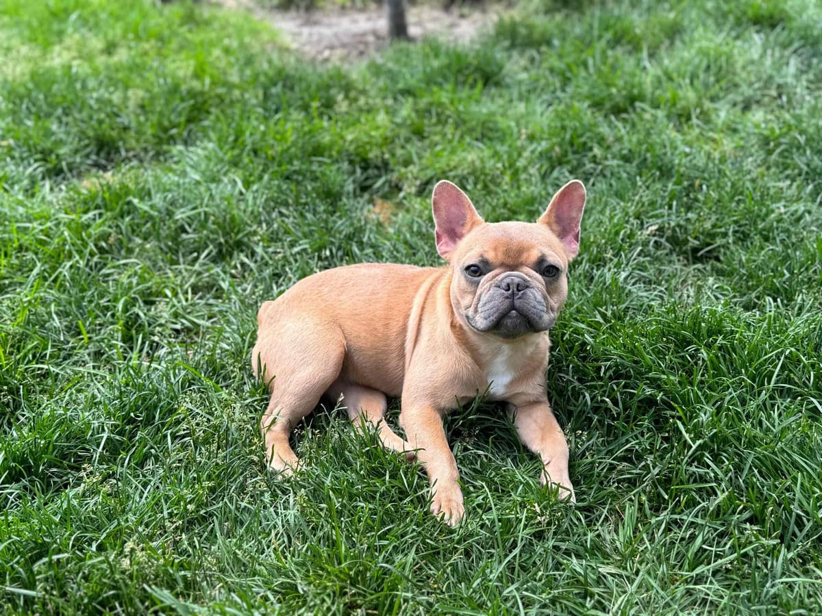 French Bulldog Puppies breeder image 16
