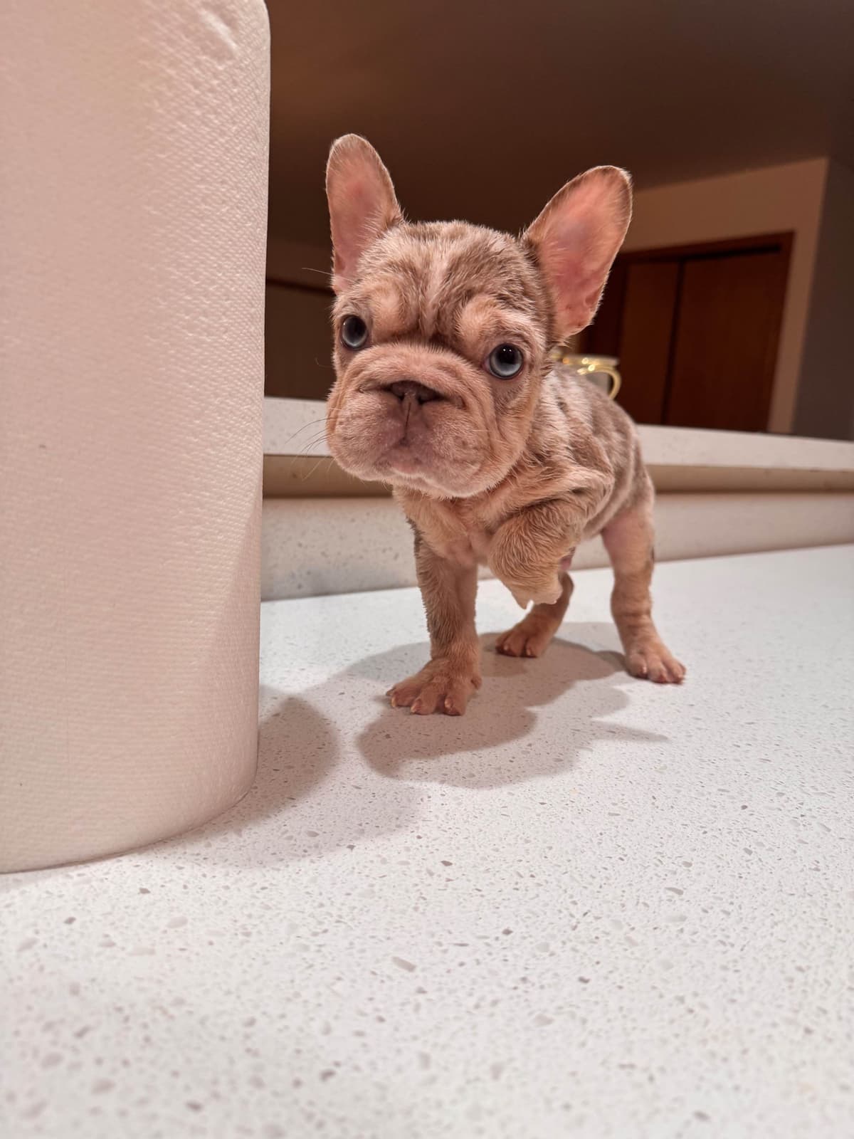French Bulldog Puppies breeder image 17