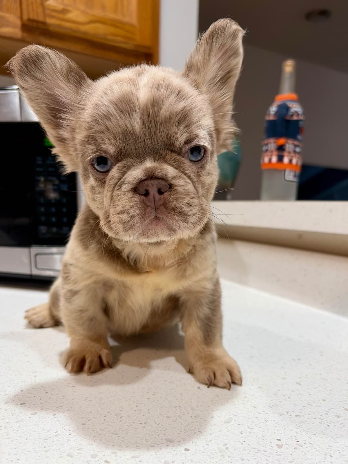French Bulldog Puppies breeder image 18