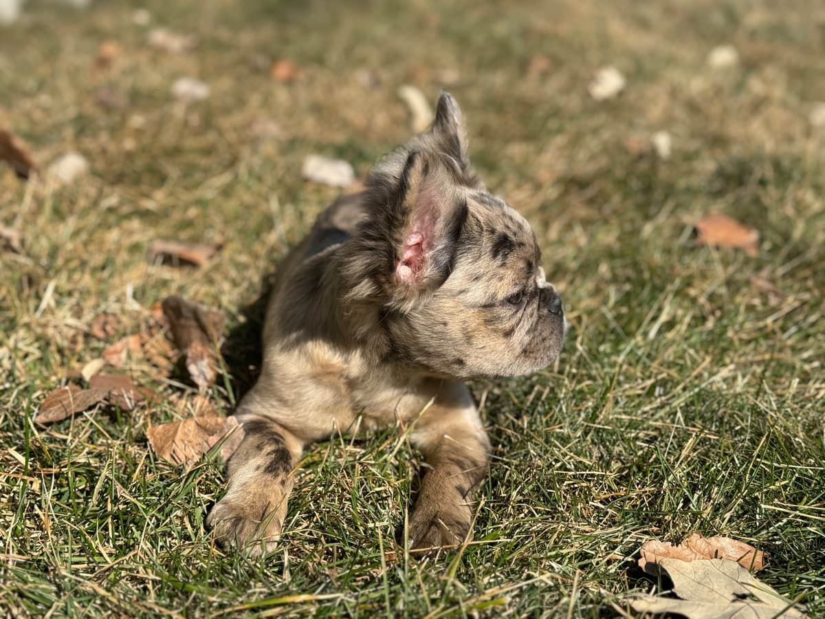 French Bulldog Puppies breeder image 19
