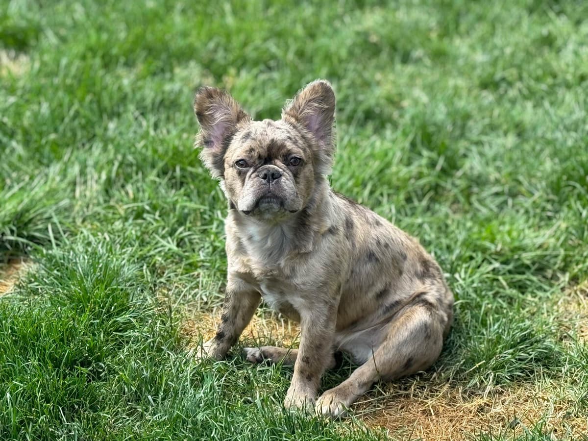 French Bulldog Puppies breeder image 22