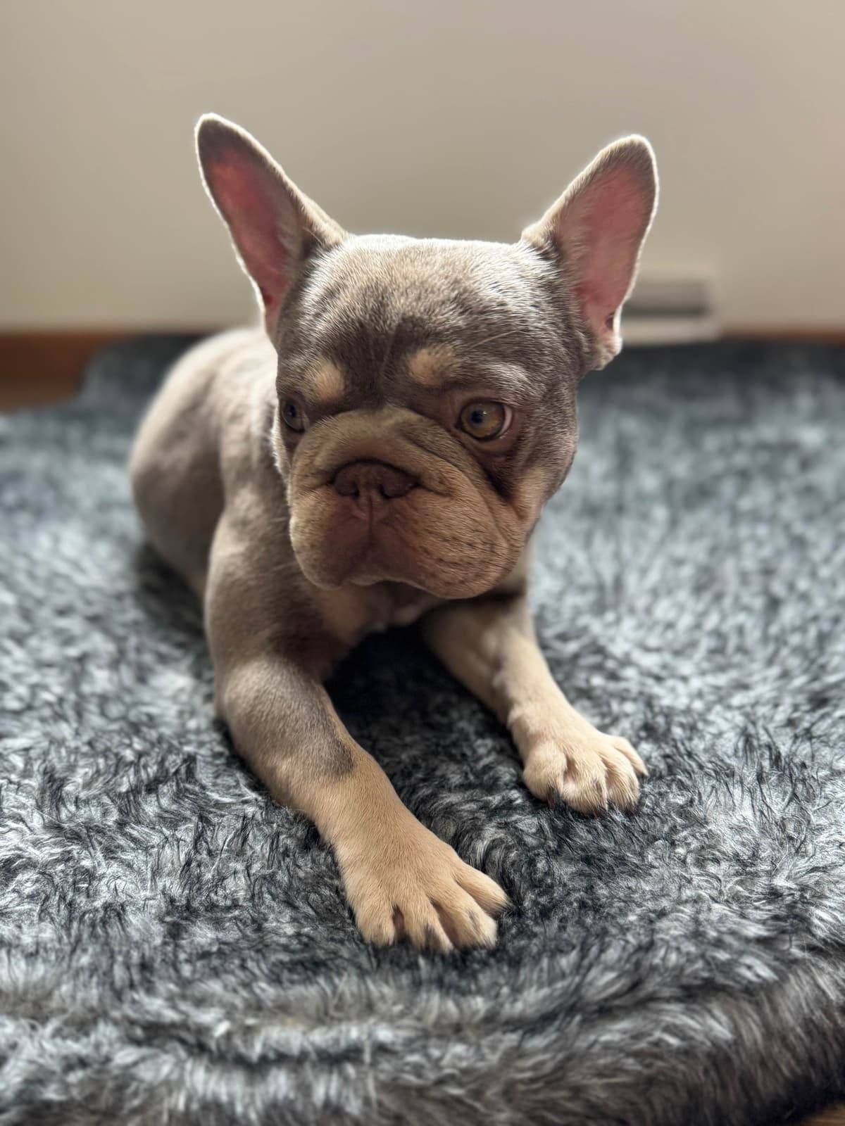 French Bulldog Puppies breeder image 23