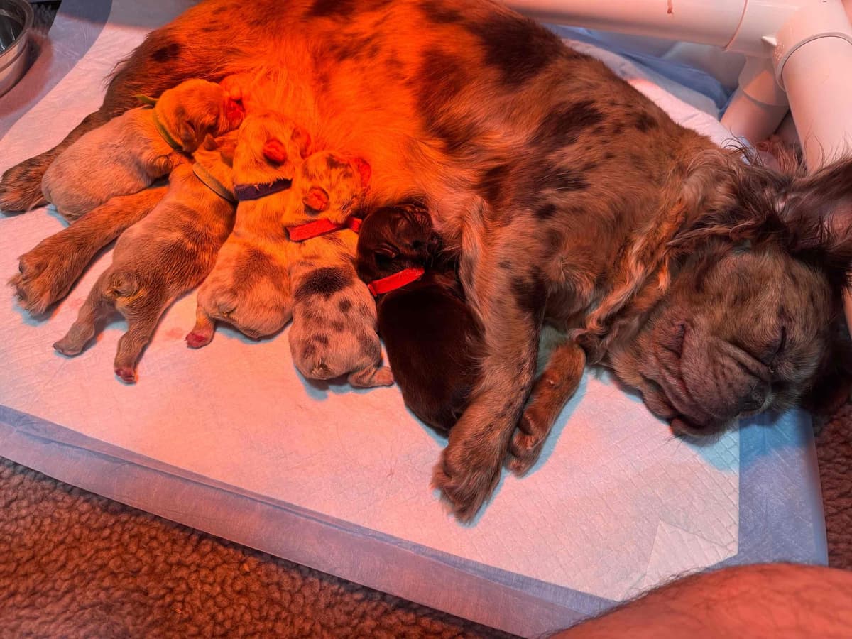 French Bulldog Puppies breeder image 26