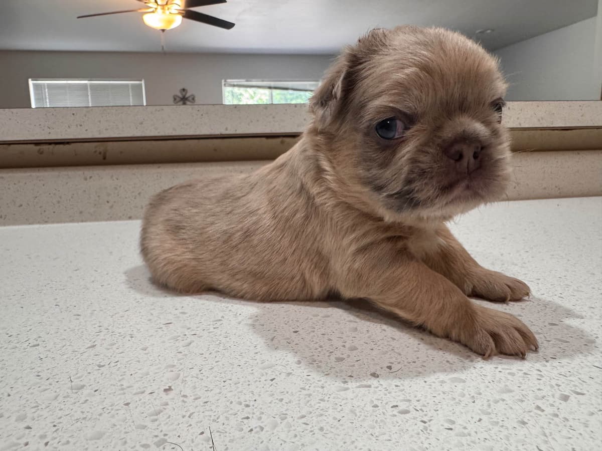 French Bulldog Puppies breeder image 27