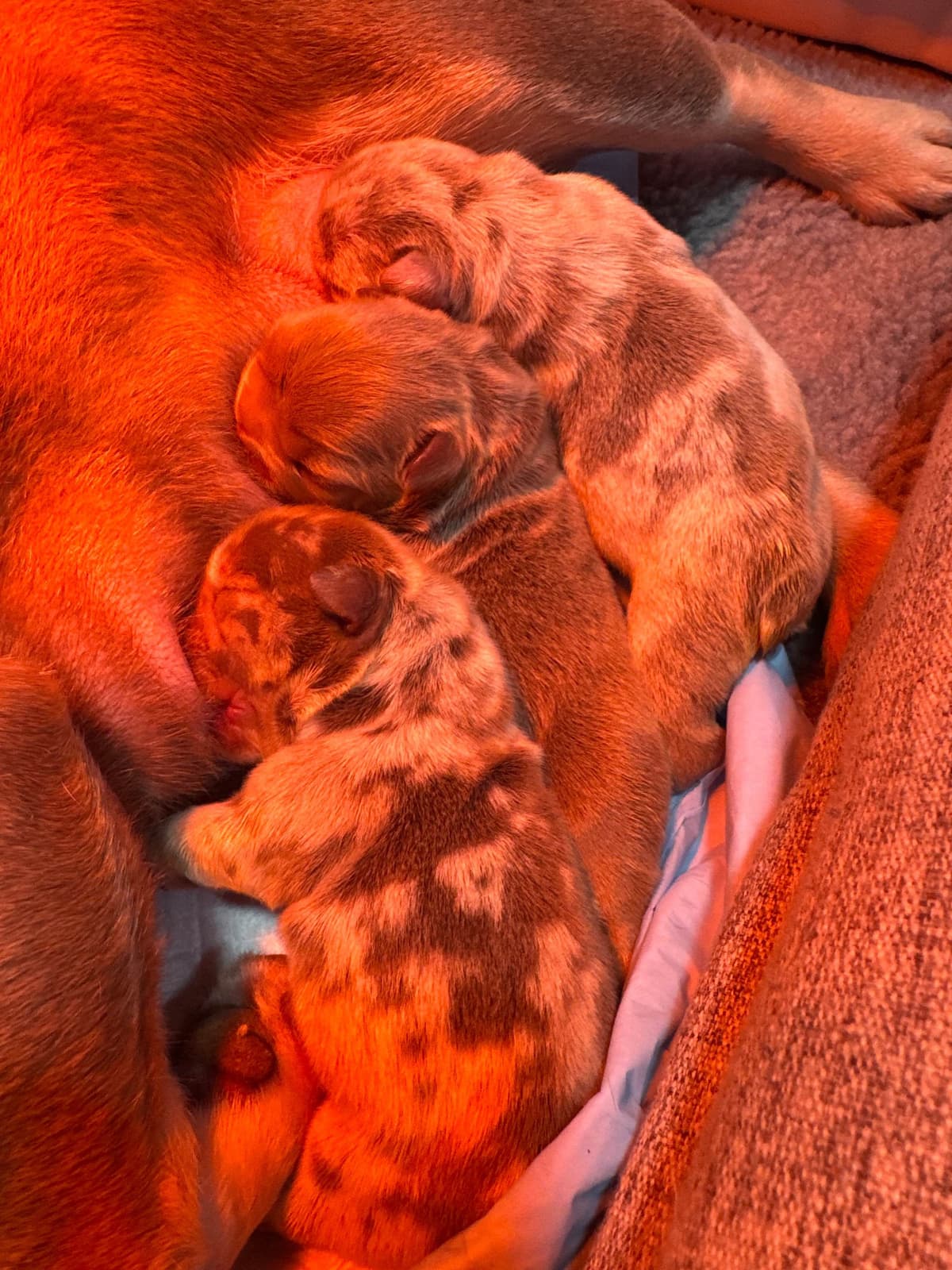 French Bulldog Puppies breeder image 28