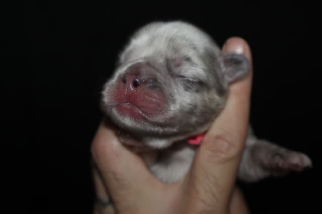 French Bulldog Puppies media 4