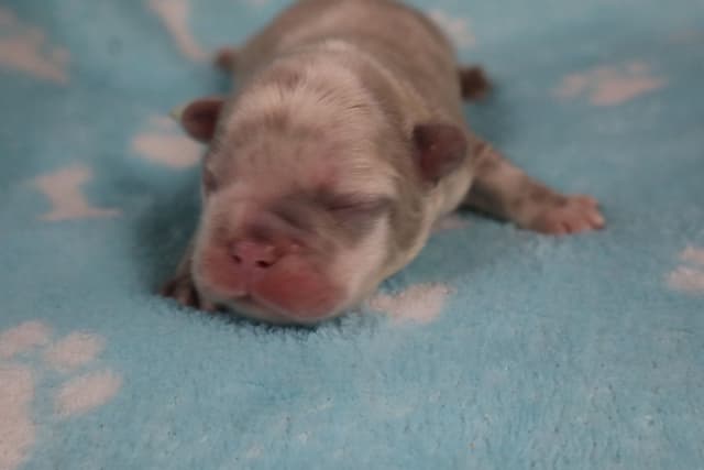 French Bulldog Puppies media 5