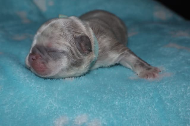 French Bulldog Puppies media 6