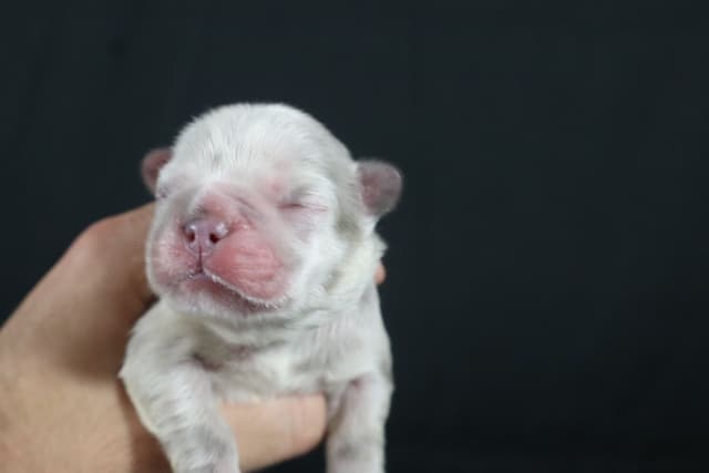 French Bulldog Puppies media 9