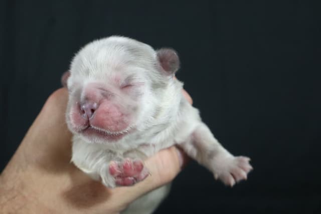French Bulldog Puppies media 11
